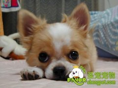 什么是要求吠叫