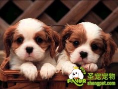 引起狗狗不吃狗粮的原因