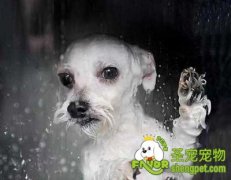 狗狗正确洗澡的方法