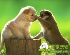 被狗狗抓伤该怎么办