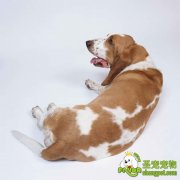 狗狗肠炎的预防措施