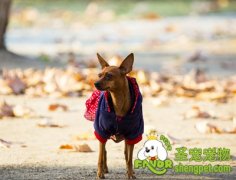 判断你是否适合养狗狗