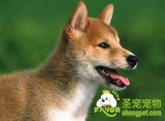 对幼犬进行围栏训练的方法及步骤