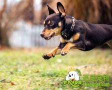 夏季如何防止狗狗中暑