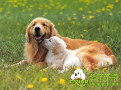 狗狗需要定期驱虫的两种方法