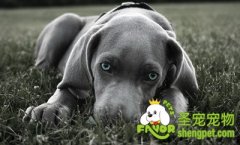 给狗狗滴眼药水的小技巧