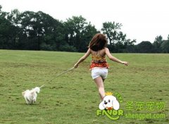 遛狗时应该注意的事项