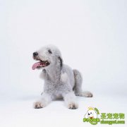 给狗狗补钙的错误观点