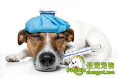 狗狗的体温测量