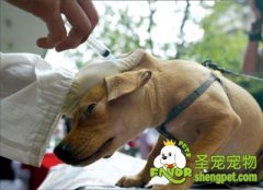狗狗注射的几种方法