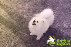 不适合养狗的人群有哪些