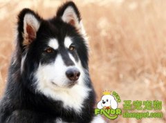 怎样给狗狗清理耳道