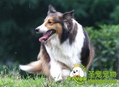 如何判断狗狗是否发烧