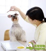 训练狗狗的正确要领