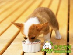 狗狗常见的四种心里