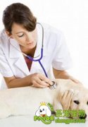 狗狗疾病突发事件的各个治疗方法