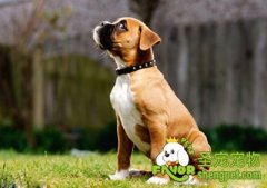 狗狗治疗时保定的方法