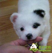 小狗咬人的原因是什么