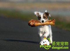 关于狗狗补钙的注意事项