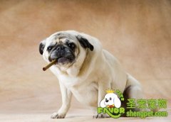 狗狗的生活习惯