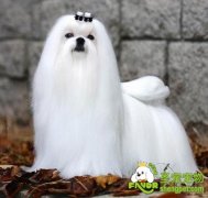 根据自己的生活方式选择适合自己养的宠物