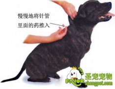 宠物医疗需要注射的方法