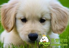 怎样预防狗狗的低血糖