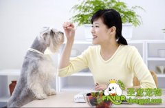 自己亲自动手给狗狗看病