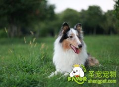 给狗狗选择新狗粮的注意事项