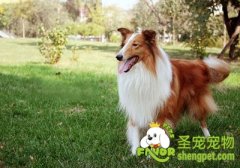 控制狗狗饭量的方法