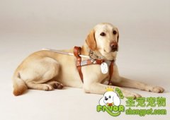 狗狗看病用胃管投药的方法