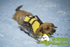 当狗狗溺水创伤休克的急救方法