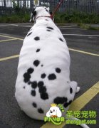 狗狗肥胖该如何治疗