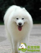 狗狗腹泻该如何治疗