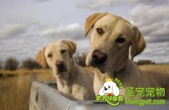 喂养狗狗的前提条件有哪些