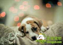 狗狗呕吐该怎么办