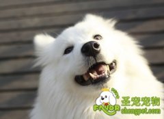 正确给狗狗喂食方法步骤