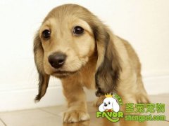 饲养幼犬需要随时查阅狗狗的信息