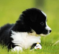 狗狗脑膜炎的治疗方法