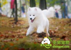 狗狗需不需要穿鞋呢？