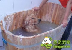 给狗狗药浴注意事项