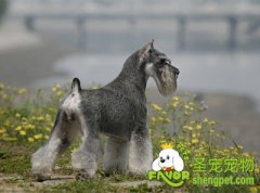 狗狗螨虫真菌病的诊断和治疗方法