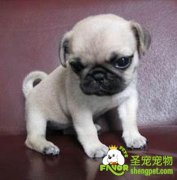 夏季防止幼犬咳嗽