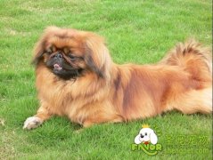 老年京巴犬便秘该如何治疗