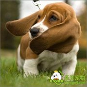 狗狗耳朵的清洁方法