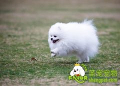 狗狗的生活习性有哪些