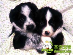 预防狗狗腹泻的注意事项