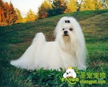 狗狗泪道狭窄或堵塞的治疗方法