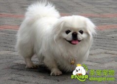 母犬低血糖症的治疗方法