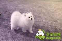 狗狗便秘该怎么办